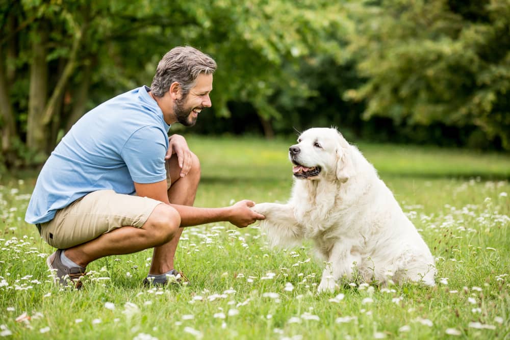 Apprécier les bons gestes du chien 