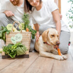 Une box sur mesure pour chien, comment choisir et pour quel intérêt