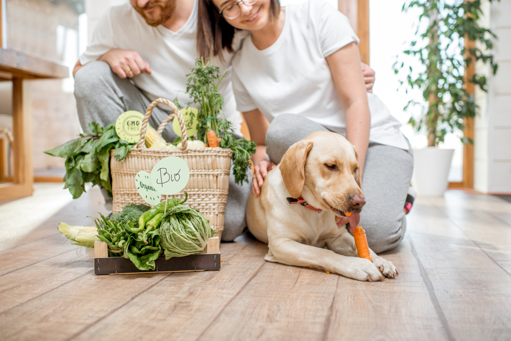 Une box sur mesure pour chien, comment choisir et pour quel intérêt