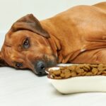 aider un chien malade qui refuse de manger