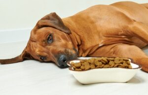 aider un chien malade qui refuse de manger